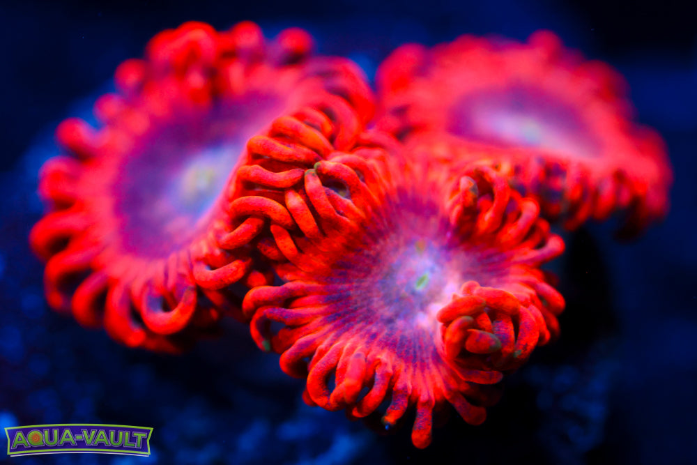 Lunar Eclipse Zoa