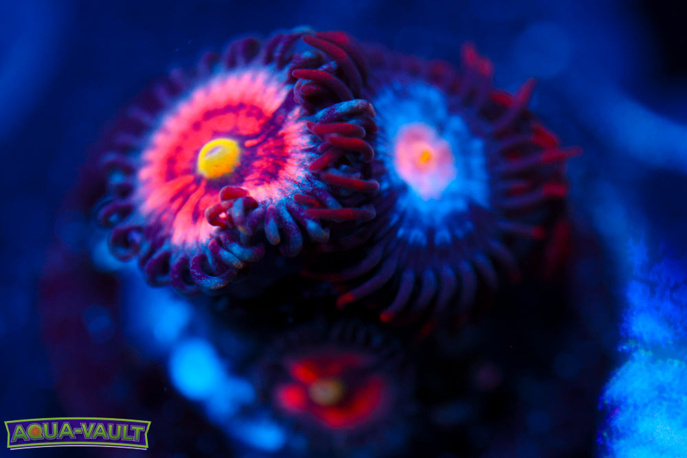 Gobbstopper + Mystique Zoa
