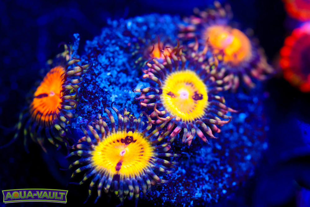 WWC Butt Muncher Zoa 2