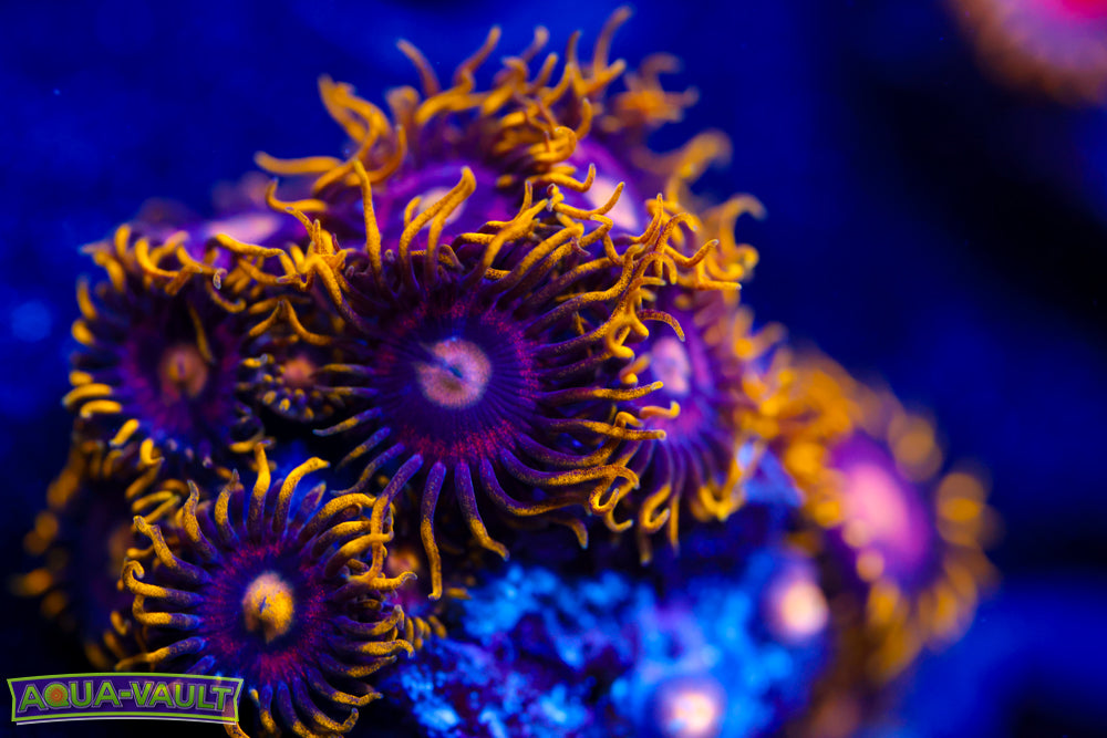 Joe's Crab Nebula Zoa