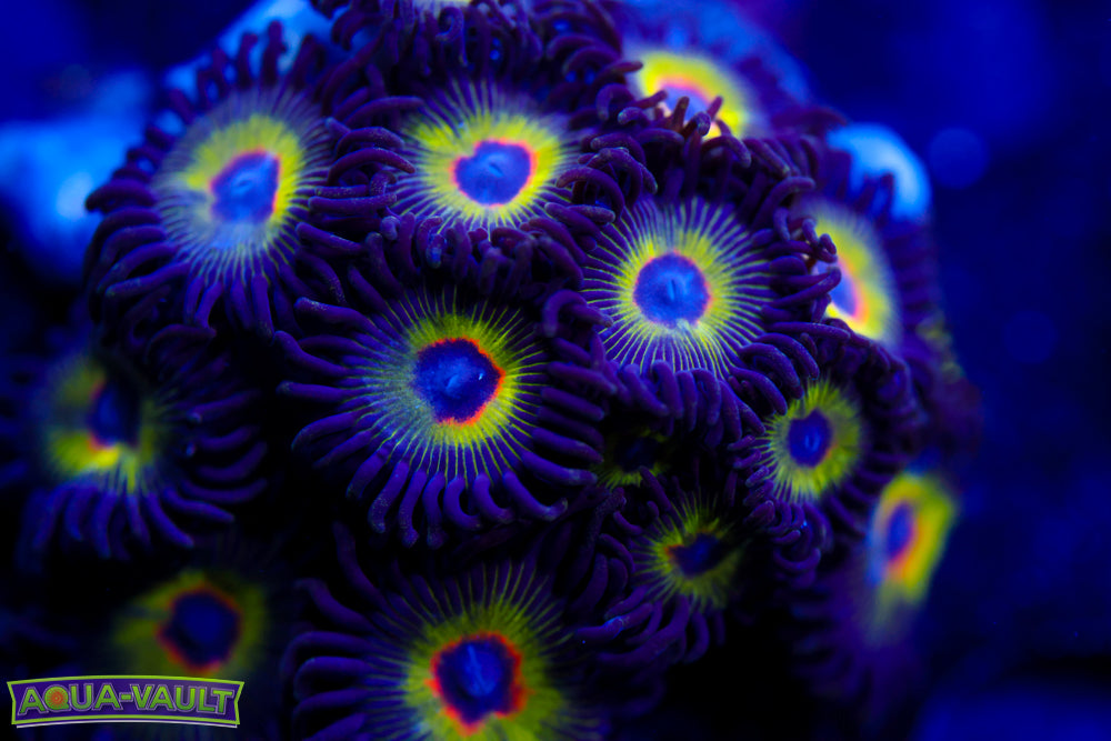 Bob Marley Zoa