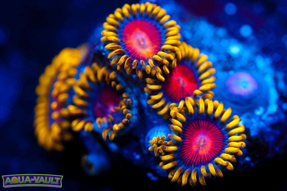 CC Super Saiyan Zoa 1