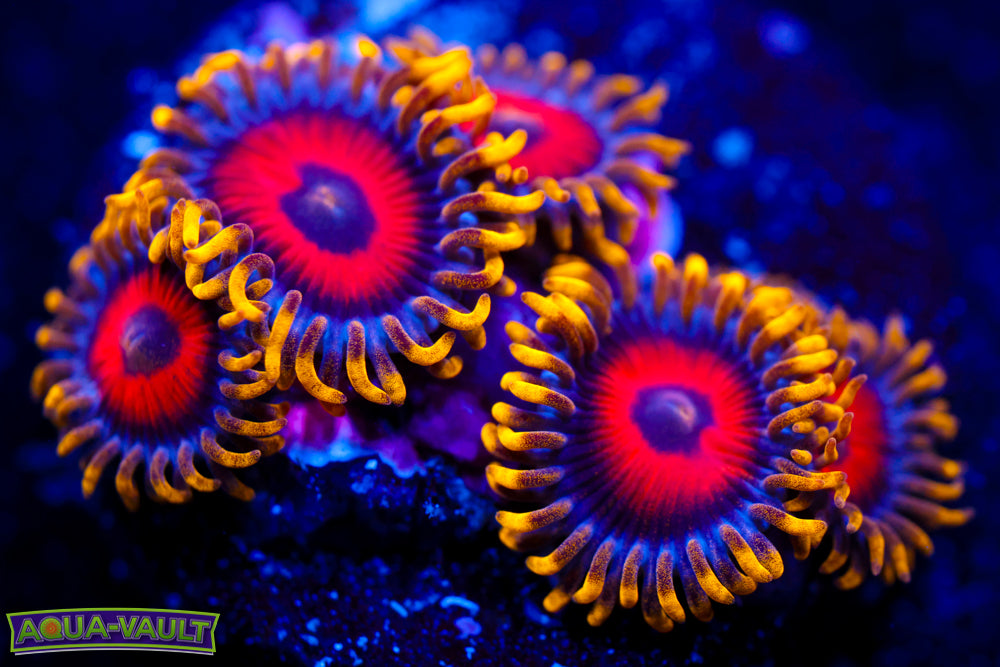 Eagle Eyes Zoa 2