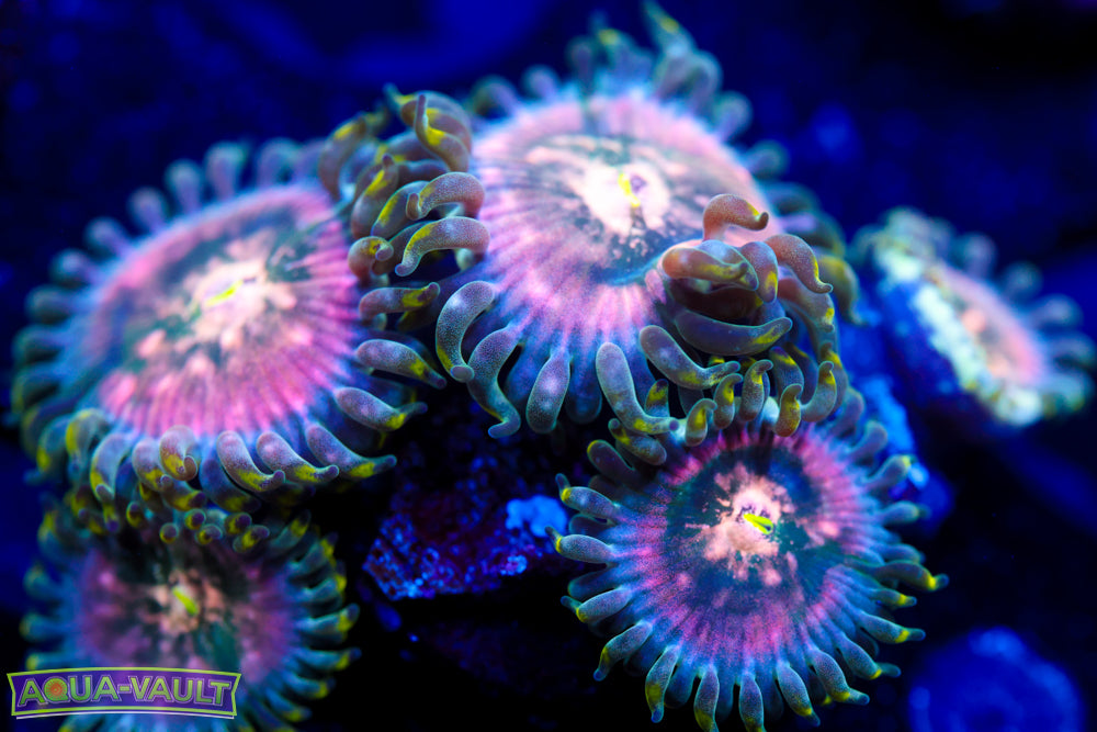 Cosmic Hawaiian Zoa