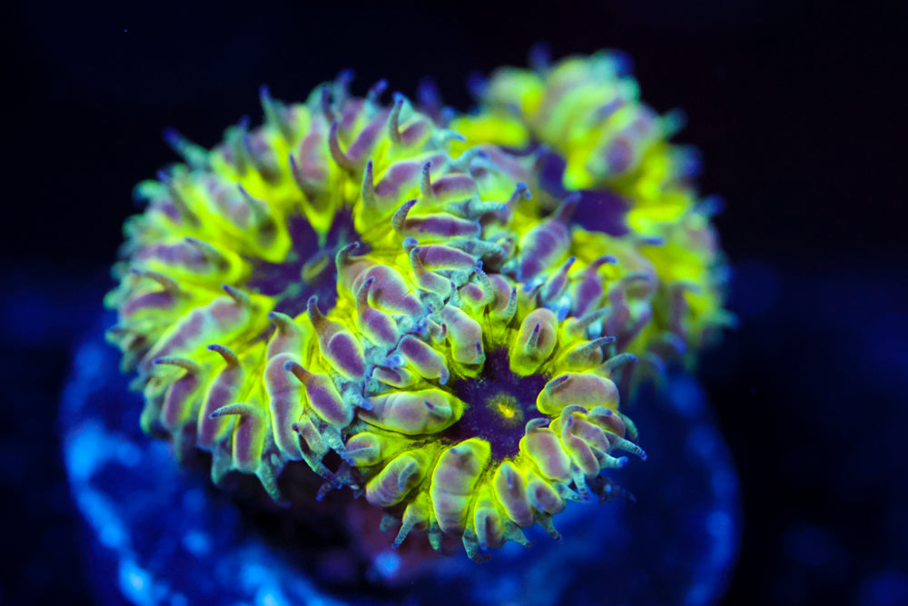 Master PPE Blasto Merletti 5