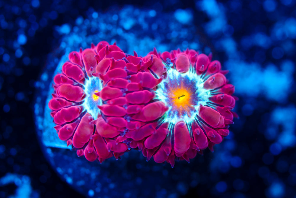 Blue Raven Blasto Merletti 5