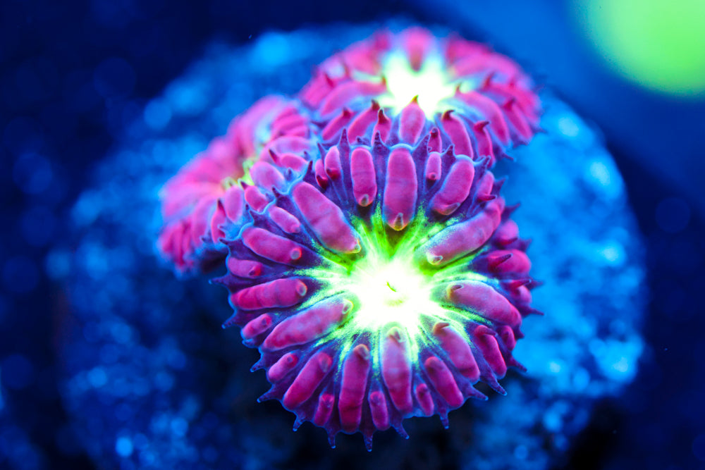 Pink & Green Blasto Merletti 7