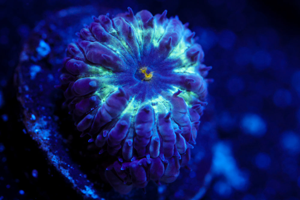 Black Raven Blasto Merletti 5