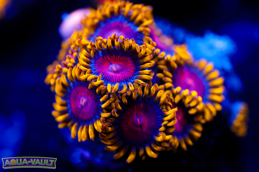 CC Super Saiyan Zoa 2