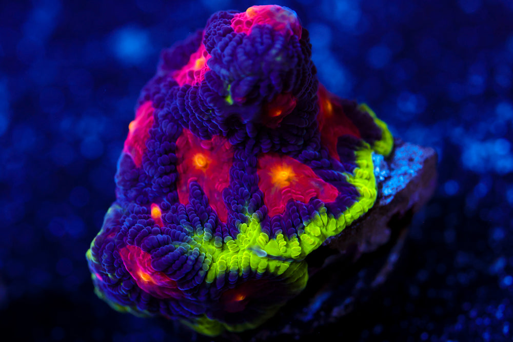 JF Alien Antivenom Favia 2
