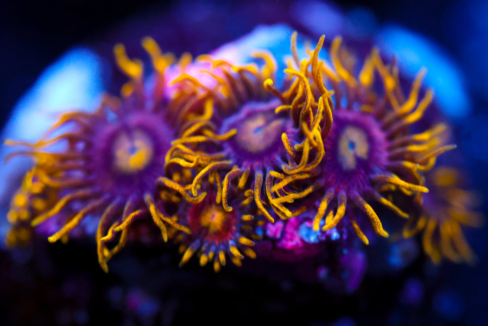OG Joe's Crab Nebula Zoa 2