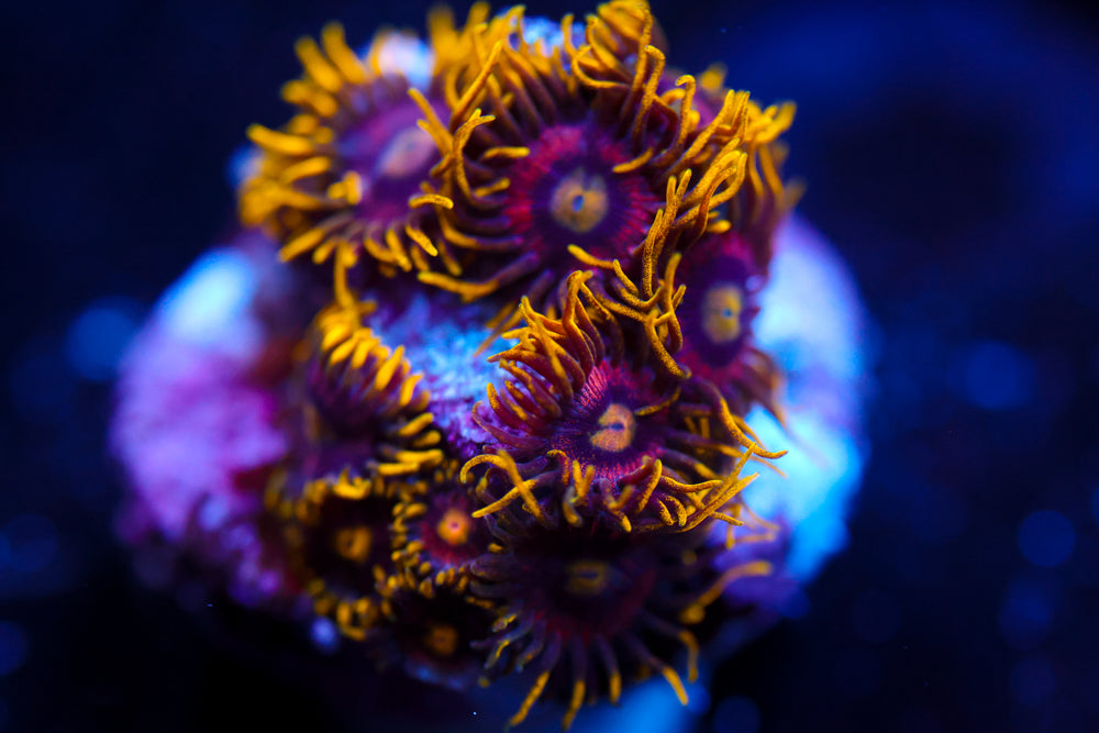 OG Joe's Crab Nebula Zoa 3