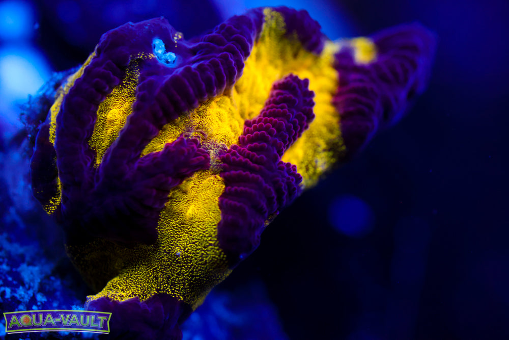 Black and Yellow Platygyra