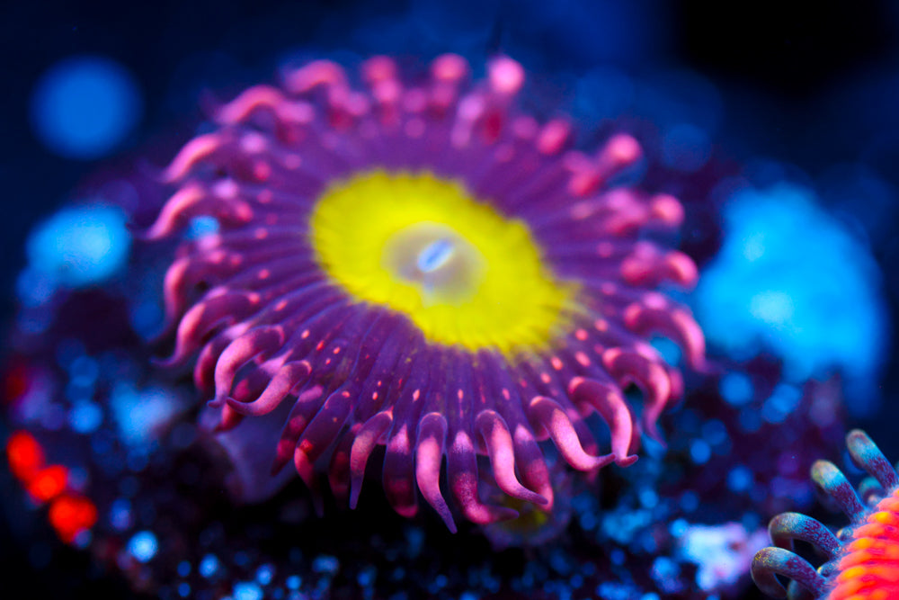 CB Omega Zoa 1