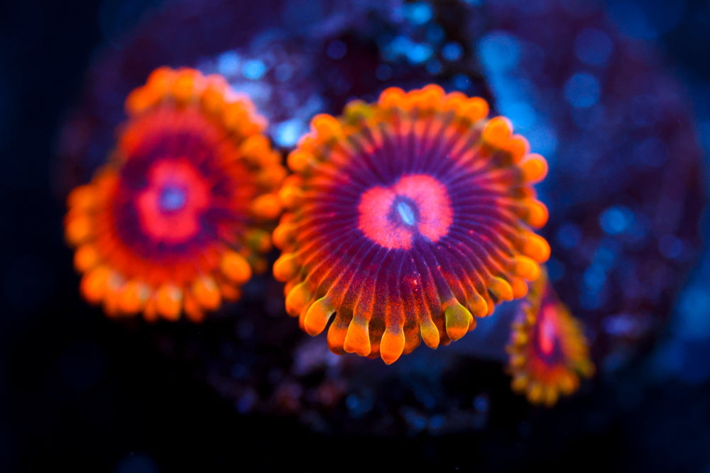 Mind Trick Zoa 1