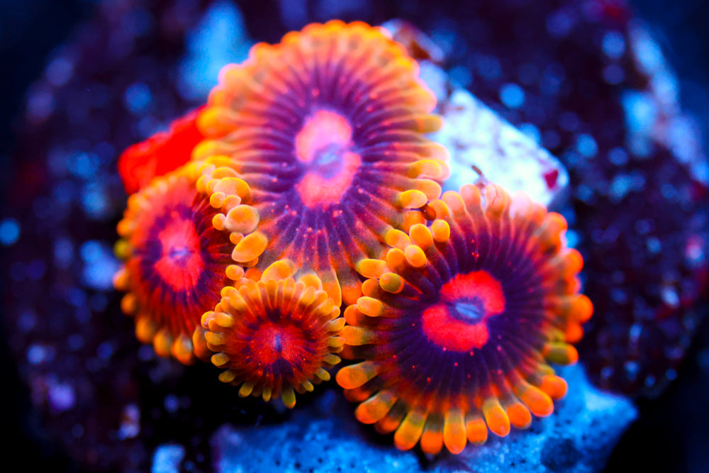 Mind Trick Zoa 2