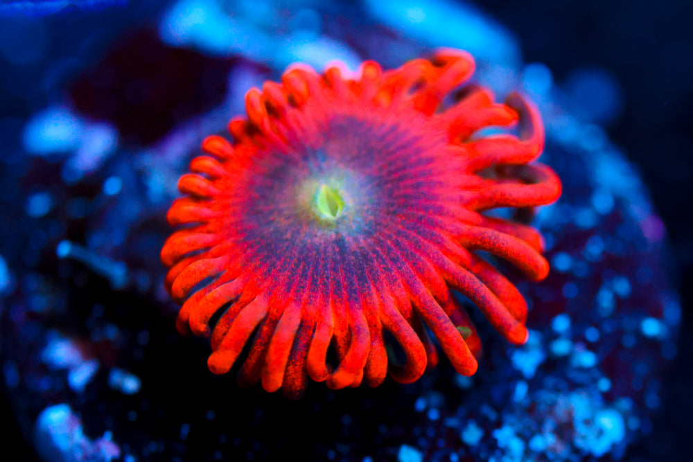 Lunar Eclipse Zoa 1