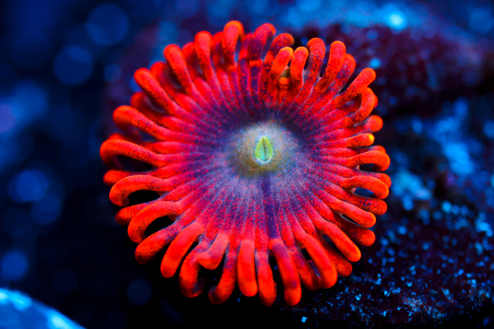 Lunar Eclipse Zoa 2