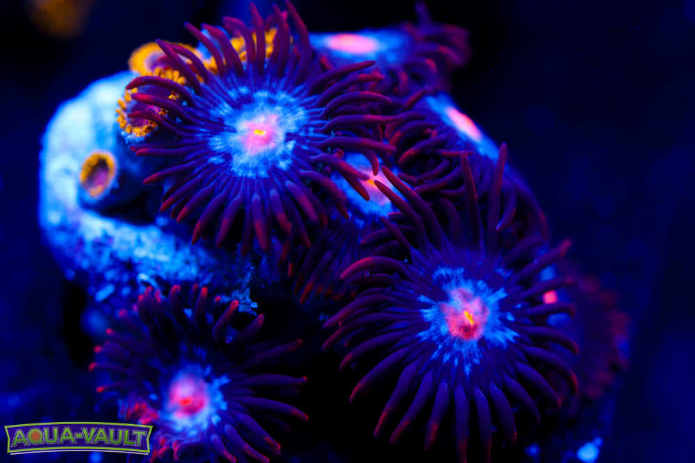 Mystique Zoa