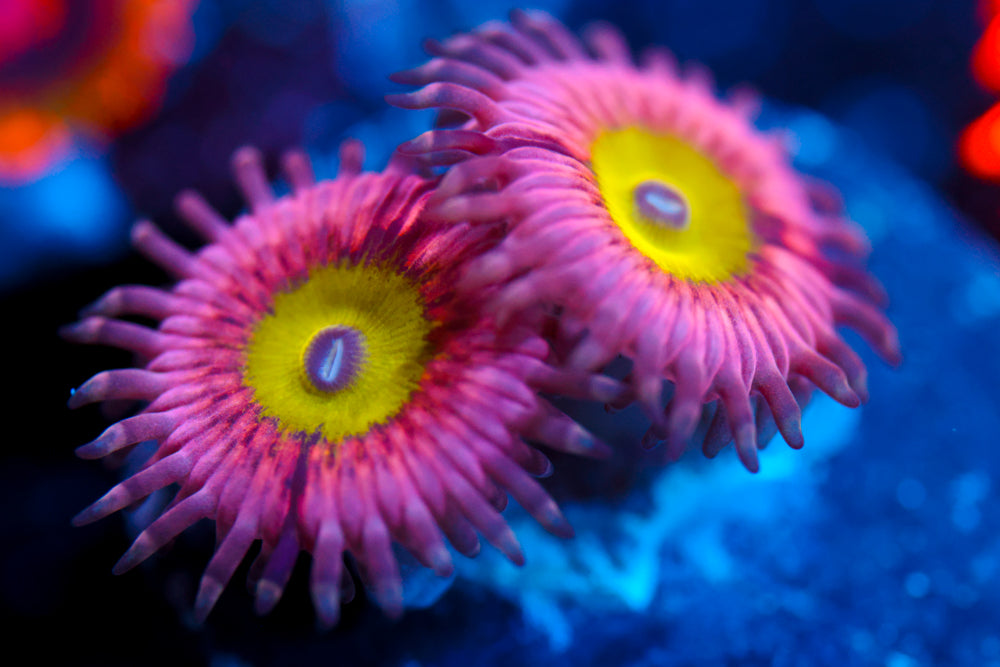Pink Hippo Zoa 2