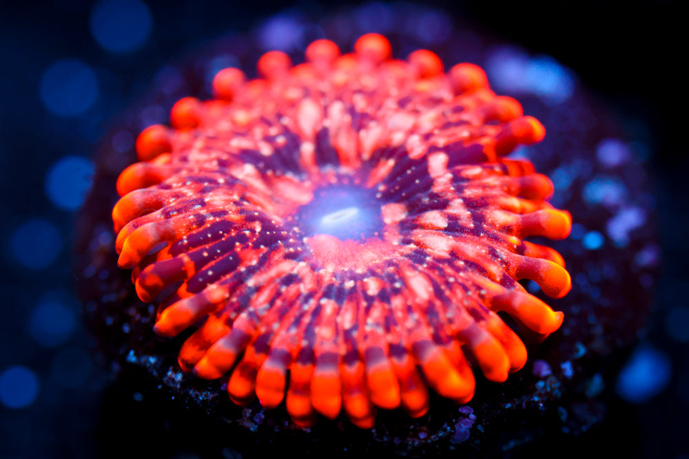 Utter Chaos Zoa 2