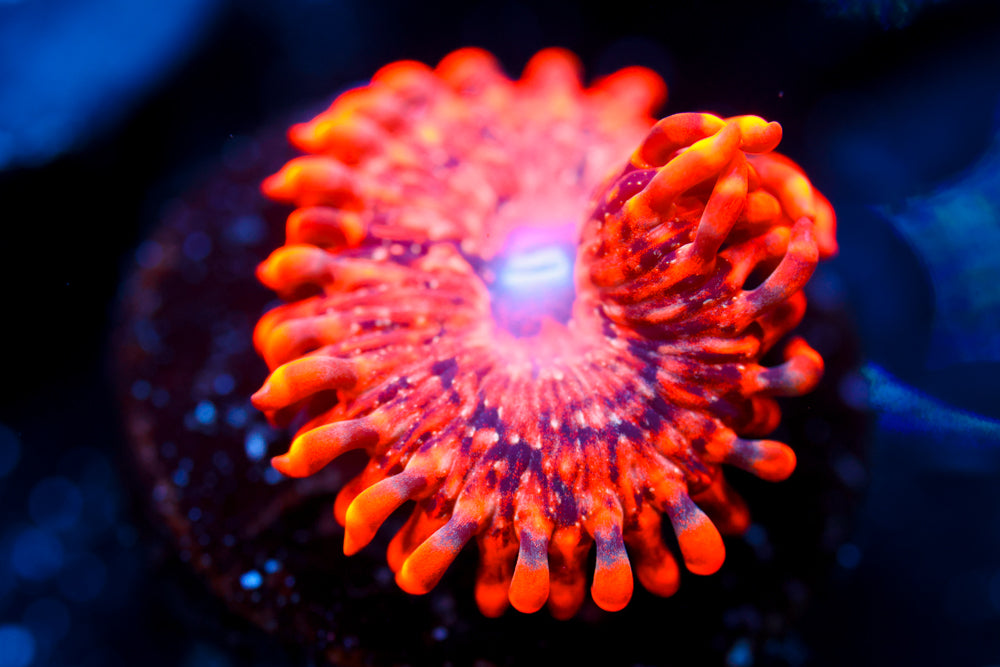 Utter Chaos Zoa 3