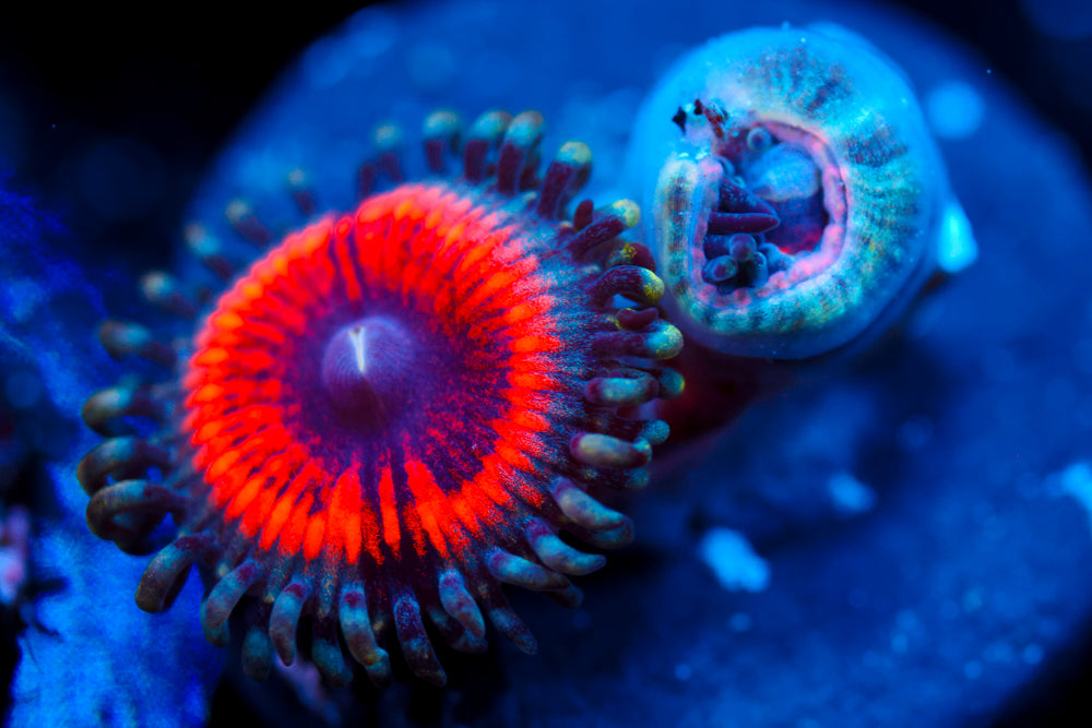 Gobstopper Zoa 2