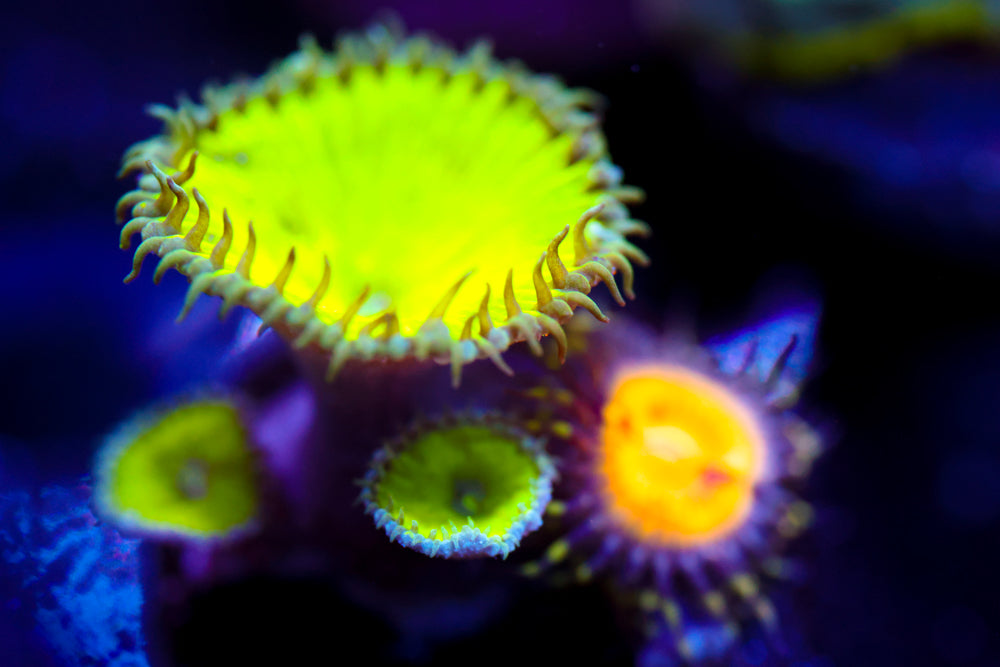 Nuketown + Butt Muncher Zoa