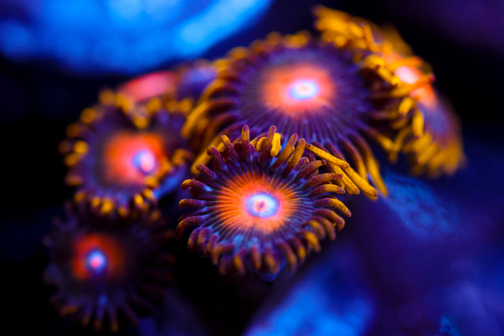 Scrambled Eggs Zoa 5