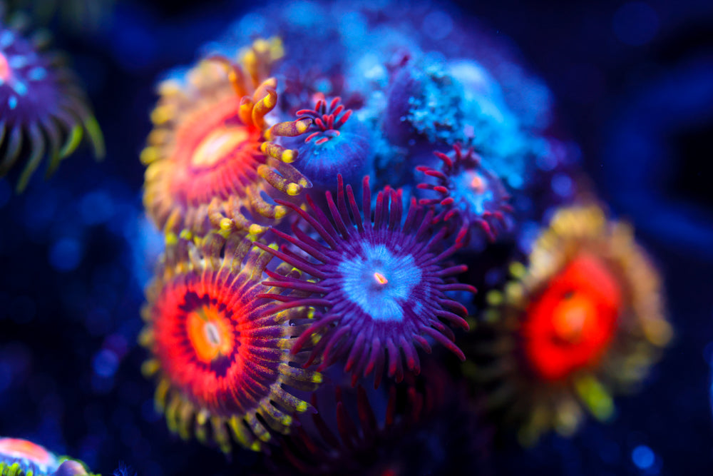 Rainbow Incinerator Zoa 3