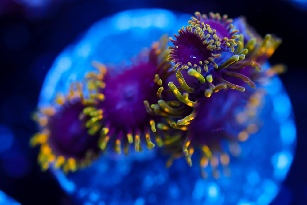 Joker Hornet Zoa 2