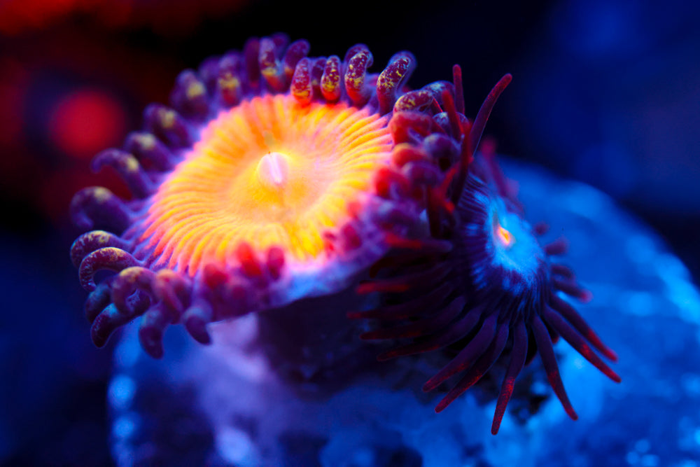 CB Rainbow Infusion Zoa 2