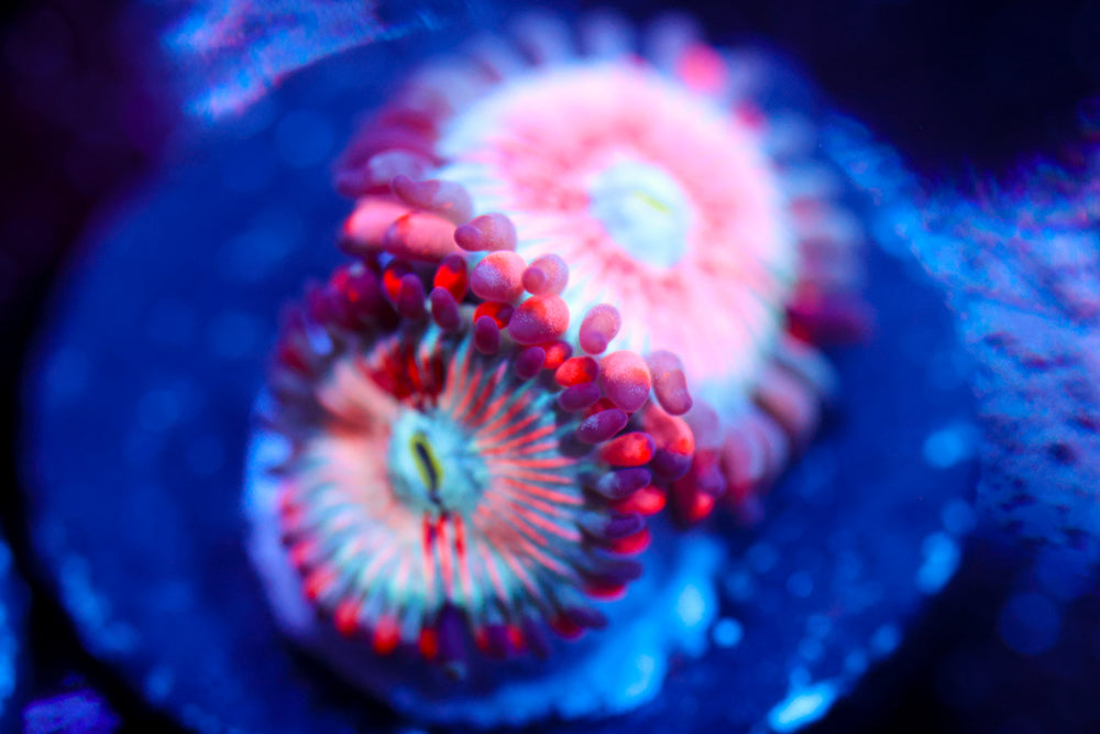 White Zombie Zoa 2