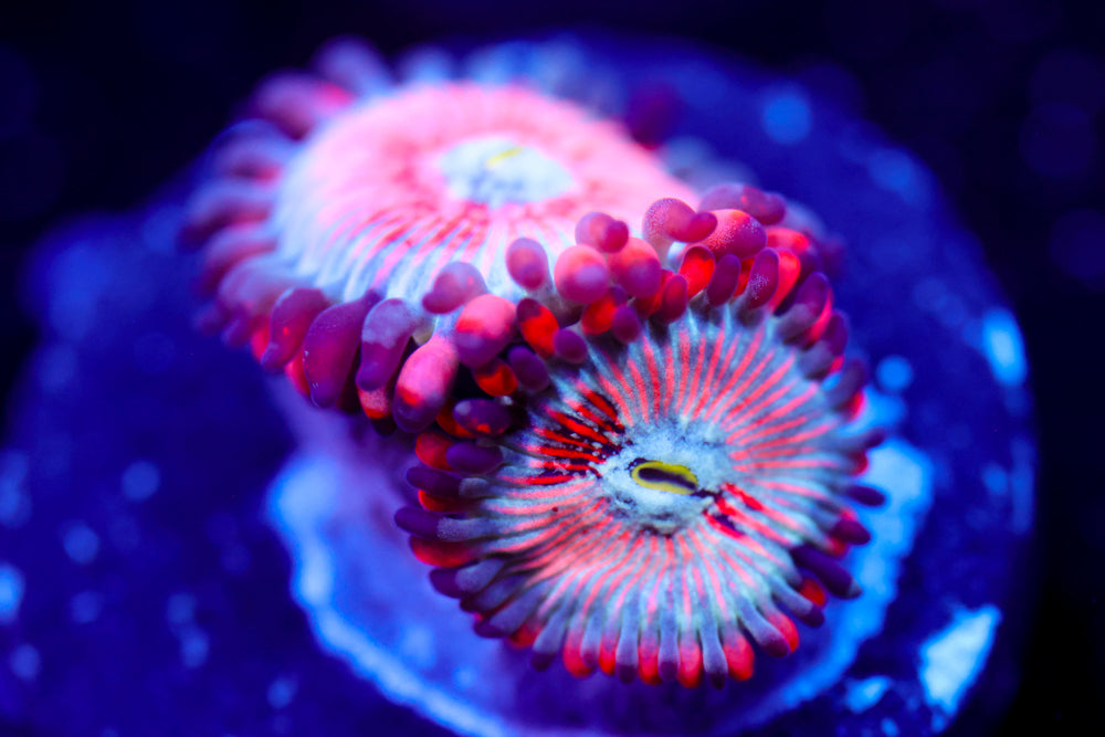 White Zombie Zoa 3