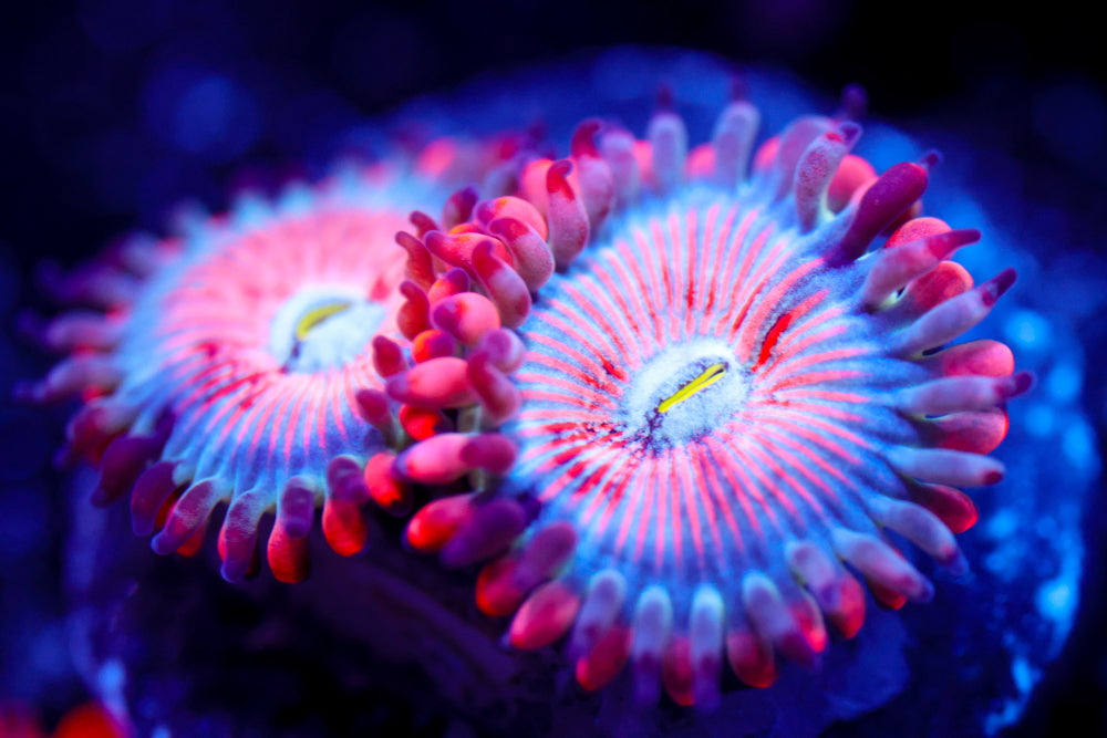 White Zombie Zoa 4