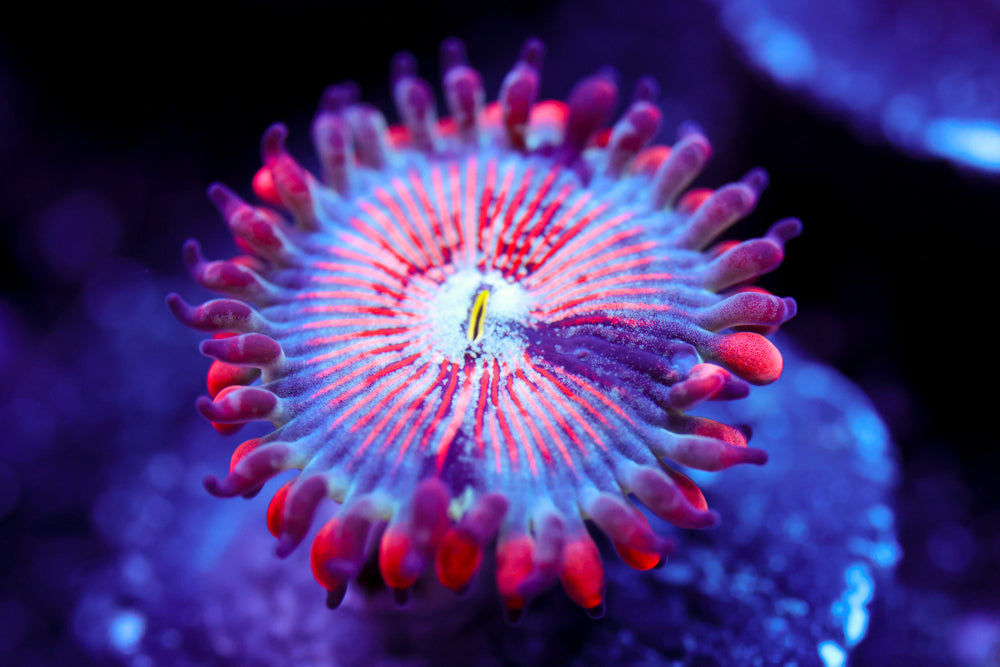 White Zombie Zoa 1