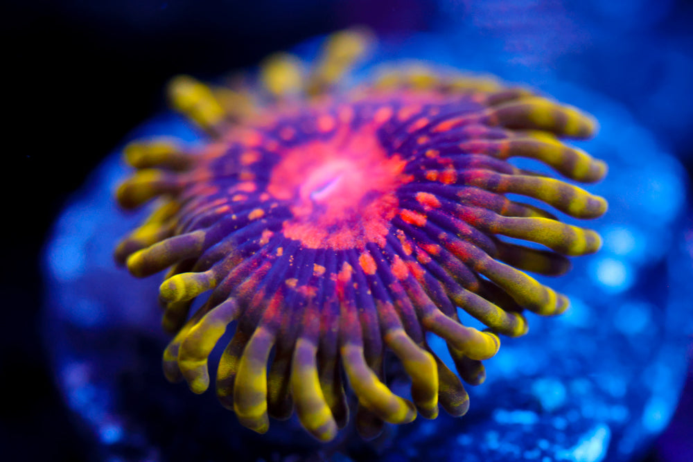 Marvin The Martian Zoa 1