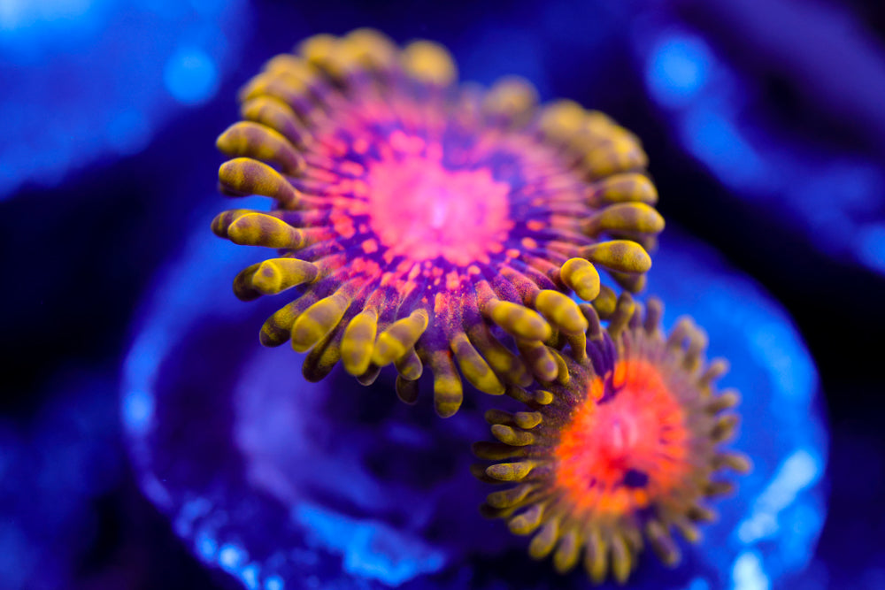Marvin The Martian Zoa 3
