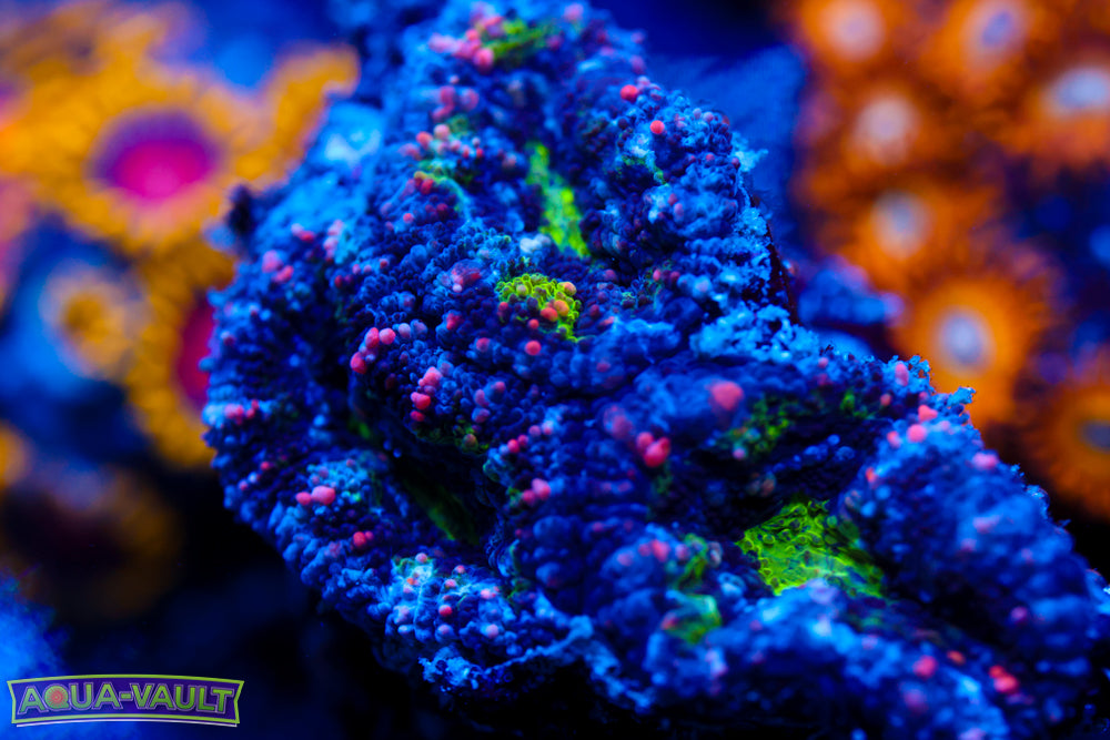 Alien Acan