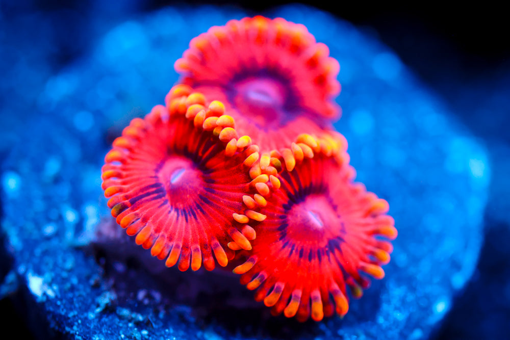 Burning Ember Zoa 2