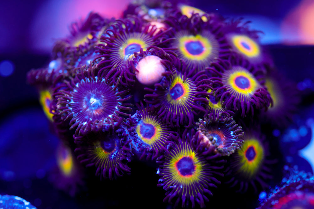 Bob Marley Zoa Colony 2