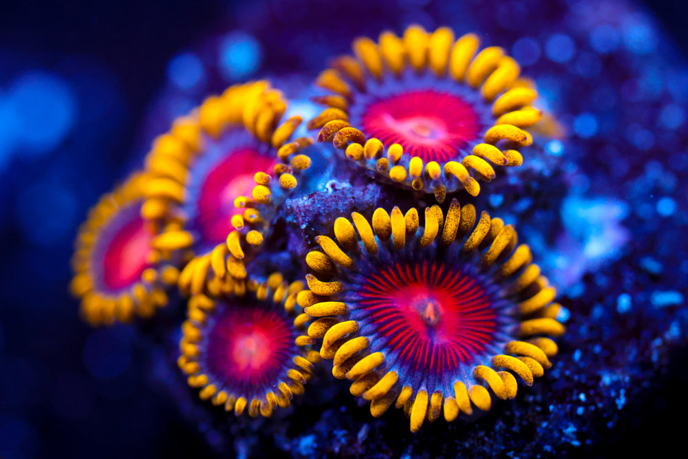 CC Super Saiyan Zoa 4