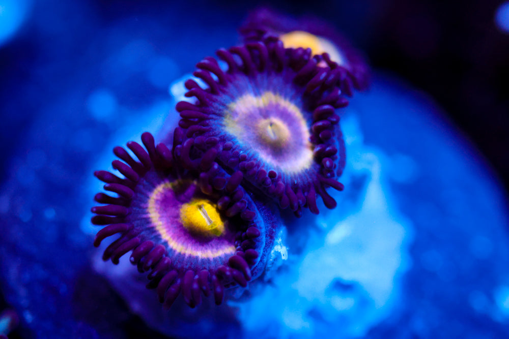 UC Shape Shifters Zoa 1