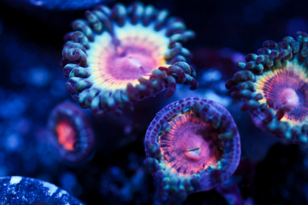 Solar Flare Zoa 1