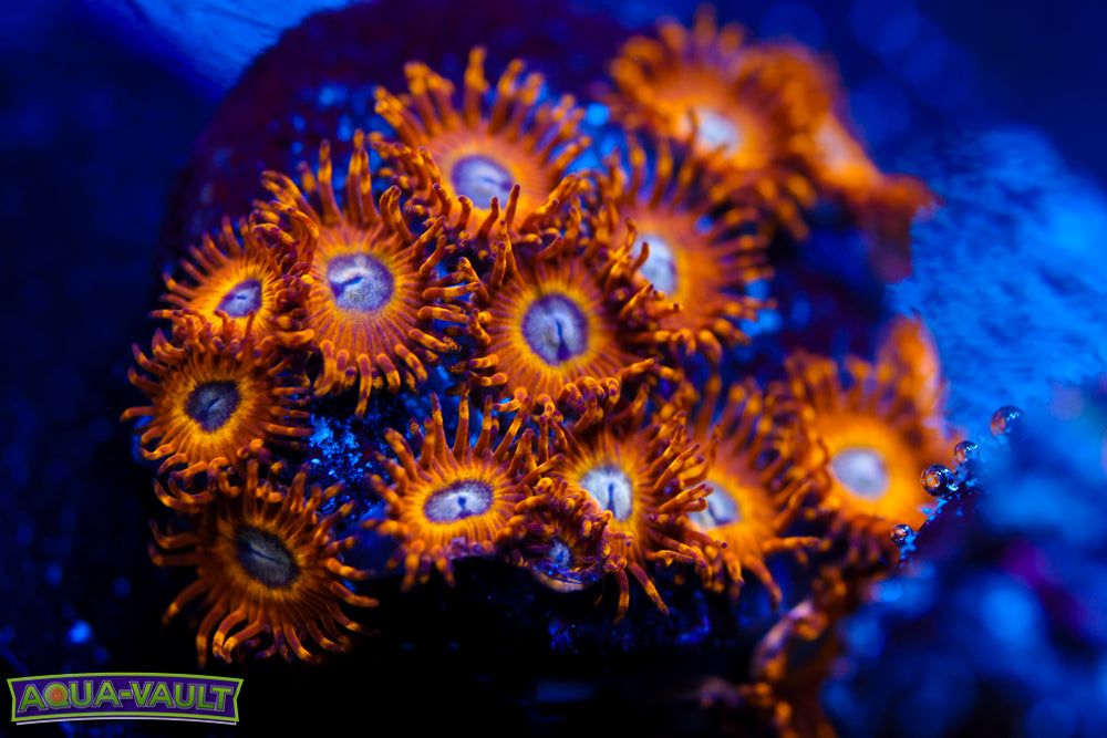 Pikachu Zoa