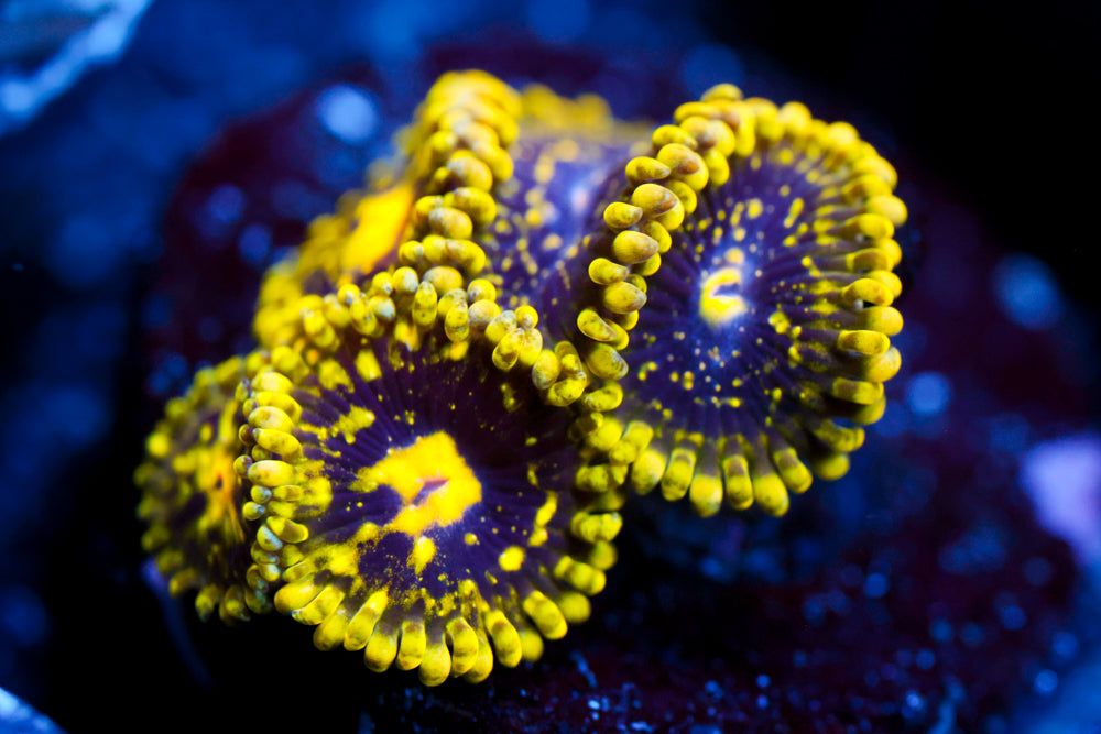 Exosphere Zoa