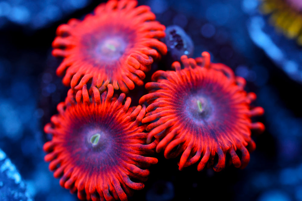 Lunar Eclipse Zoa 3