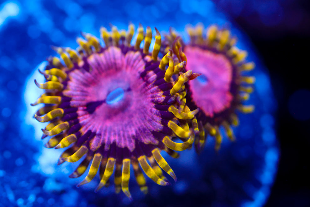 Purple Monster Zoa 1