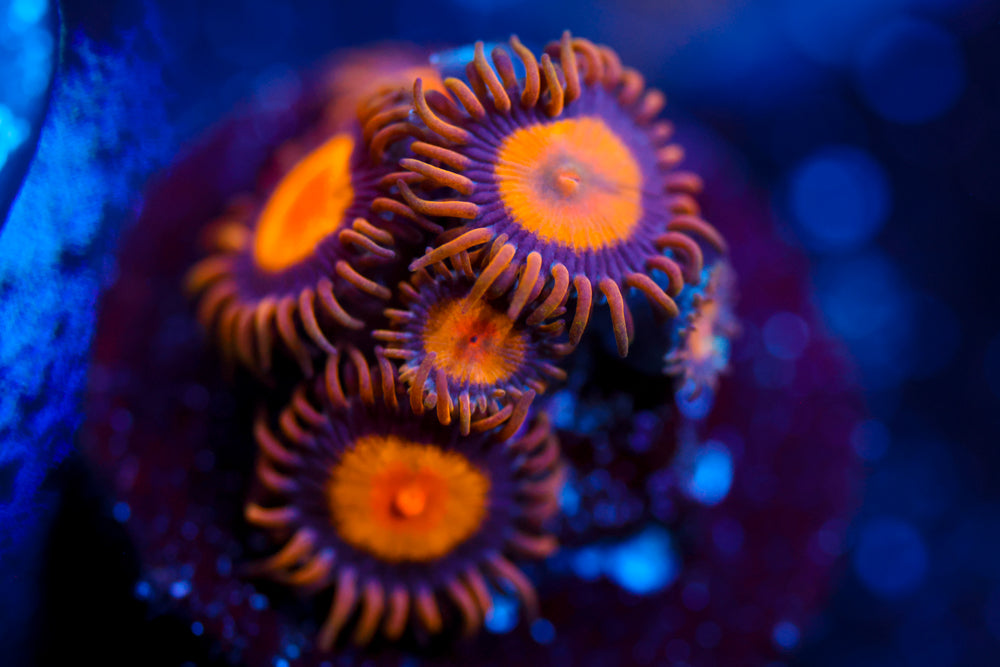 Sunflower Zoa