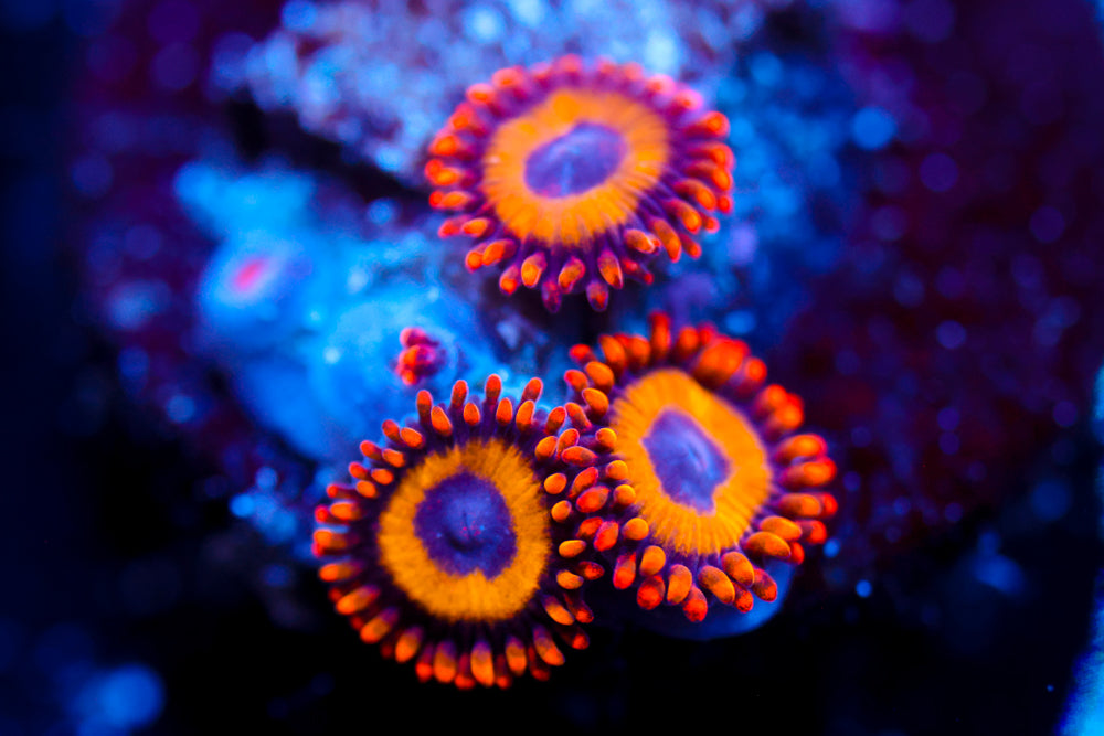 Fruit Loops Zoa 1